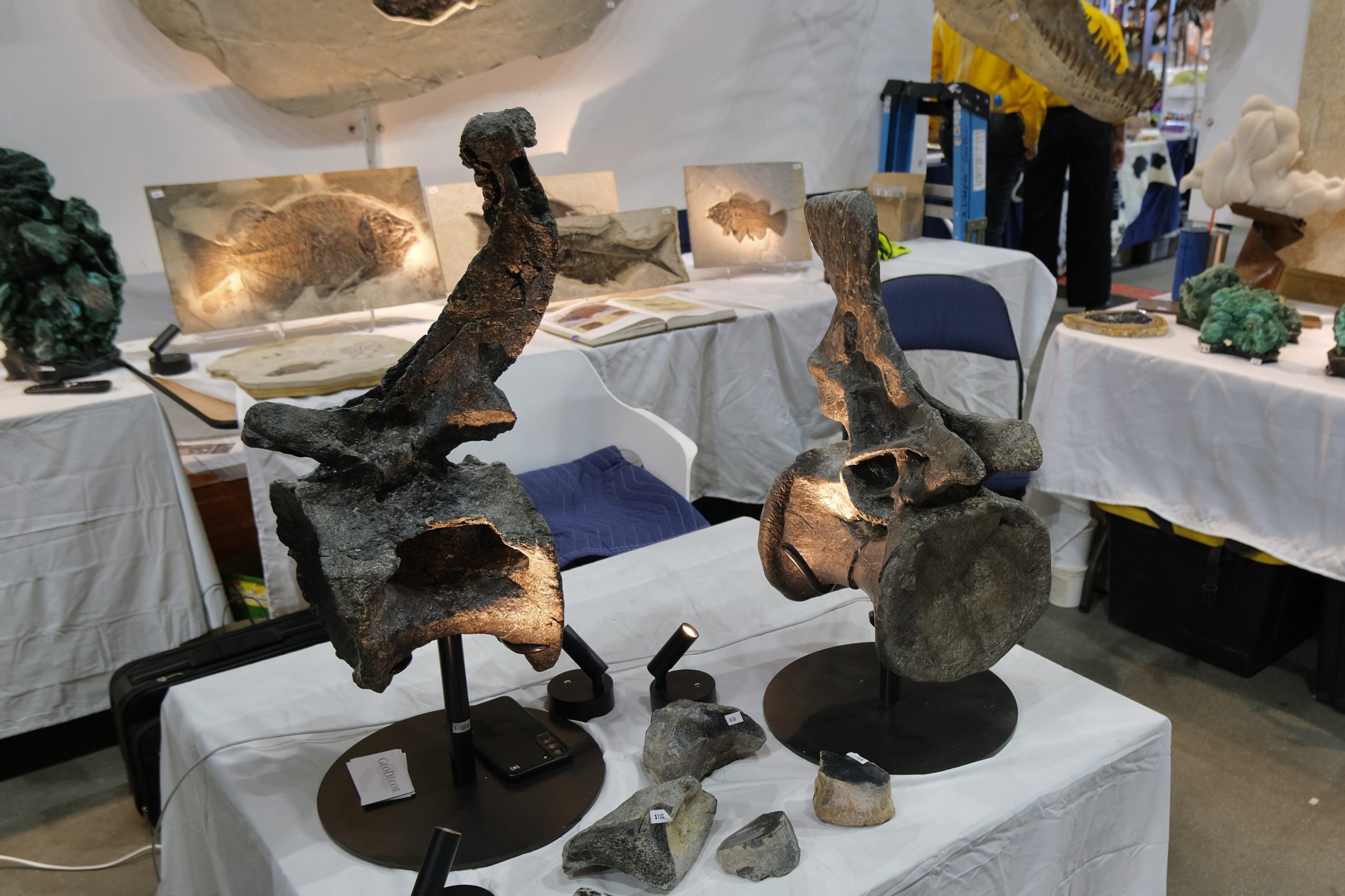Denver coliseum minerals fossils jewelry gems show