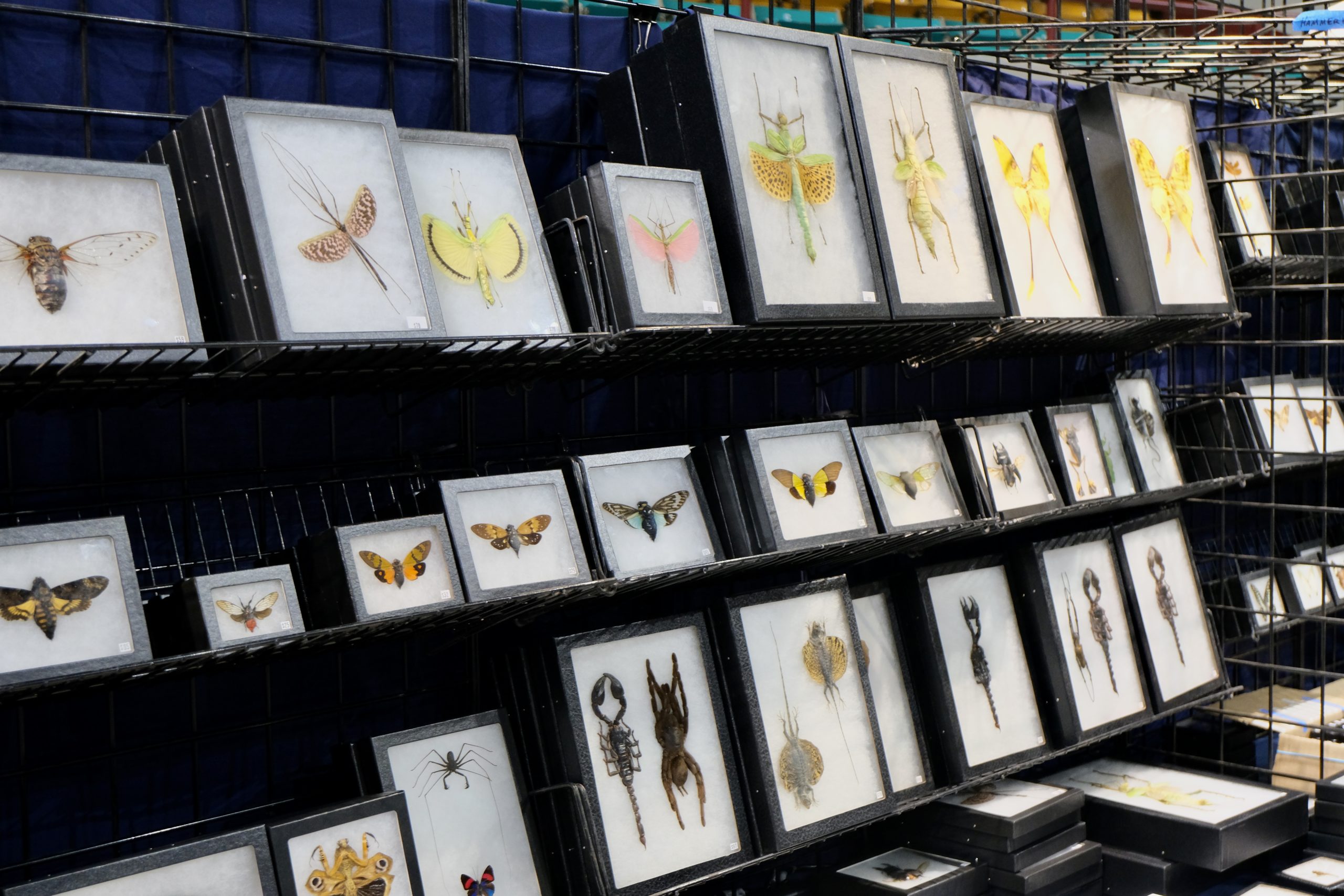 Denver coliseum minerals fossils jewelry gems show