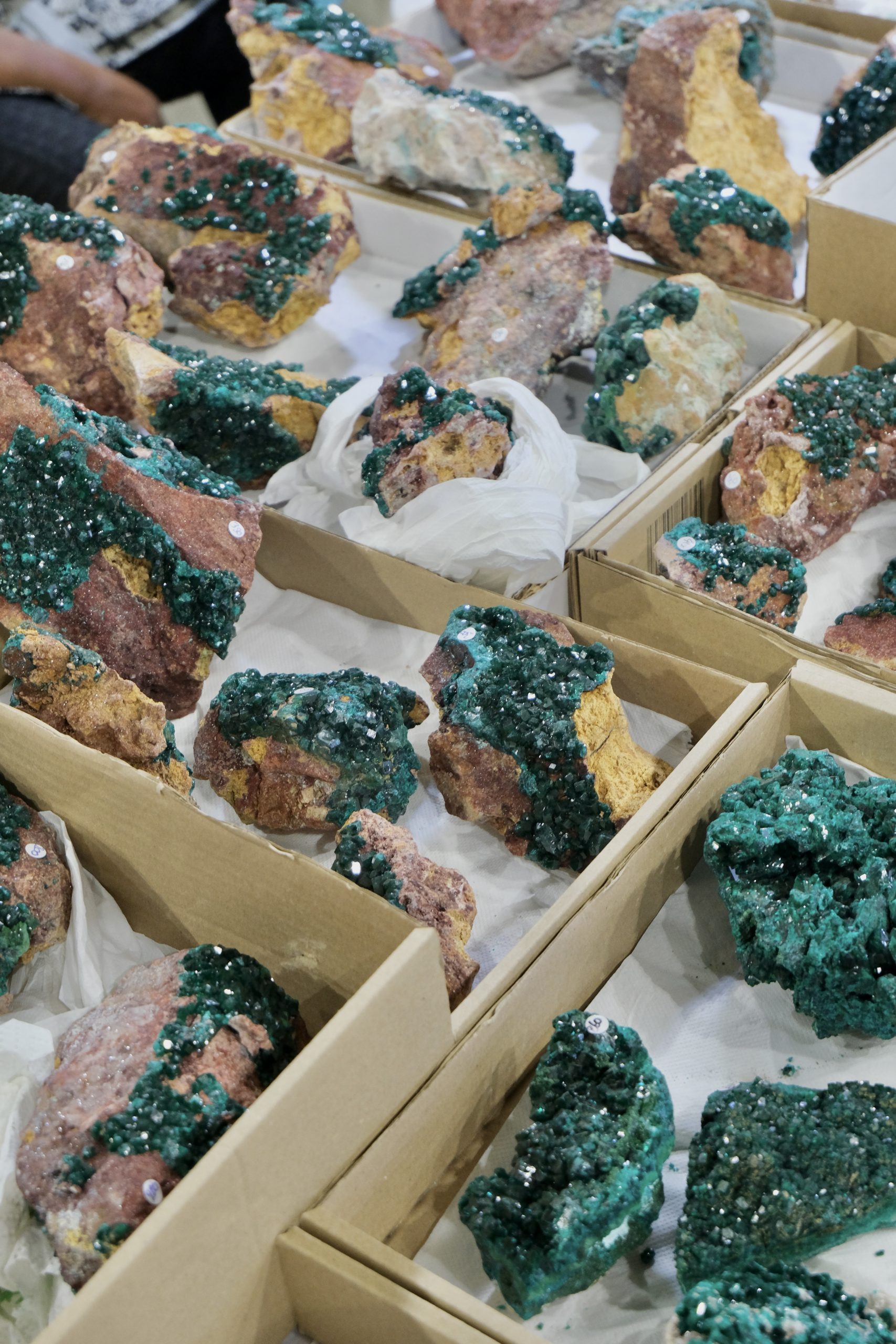 Denver coliseum minerals fossils jewelry gems show