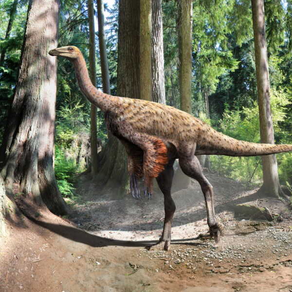 A rare dinosaur fossil, nearly 80 million years old, found on a Pacific island.
